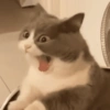 REAÇÕES GATINHOS 🐈🐈‍⬛ (wg5vmfck39)