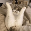 قطة أرجل للأعلى