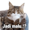 Kucing lucu (6yc4sp82t9)