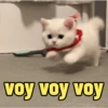 😻 قطط لطيفة (rb2qkdhp39)