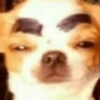 Pinscher e Chihuahua MEMES (yfdvwjxp8t)