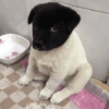 Más Animalitos!  🙊🐕 (8jqk9mr64t)