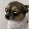 Pinscher e Chihuahua MEMES (w7mstrfvhy)