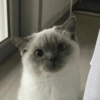 😻 قطط لطيفة (rftjvmxsb4)