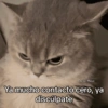 Memes con texto 10🏝️👀 (63phstjkb5)
