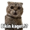 Kucing lucu (t9f3zcgj6v)