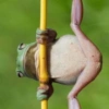 ضفدع على العمود