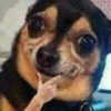 Pinscher e Chihuahua MEMES