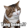 Kucing lucu (k9y58msn6p)