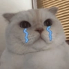 قطط وقطط حزينة 😭 (phv7sc93t6)