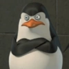 Meme Penguin 🐧 (gqcv7xnrd9)