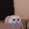 قطط وقطط حزينة 😭 (y5zdtn8bsx)