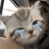 قطط وقطط حزينة 😭 (yqvr86zm9x)