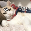 🩷😍Gatitos Con Frases🥴🐈‍⬛ (jr8p9z6sdx)