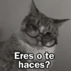 🩷😍Gatitos Con Frases🥴🐈‍⬛ (xnk269bmty)
