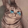 قطط وقطط حزينة 😭 (4tn5dvp3rj)