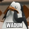 Meme Penguin 🐧 (g5s7pmfk8j)