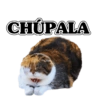 🍂🍁 Random pal chat 🍁🍂 (f2d43bqw6j)