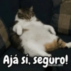 Gatos michis معبّرة 🐈😼 (zxg6r2jsnw)
