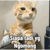 Kucing Tahun Baru (43vf2wrjn8)