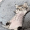 البطن للأعلى