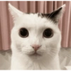Kucing Tahun Baru (vqtwsgrhn9)