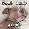 Funny Reacciones habladas  🐈🐕 (bdnqzc98p6)
