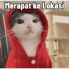Kucing Tahun Baru (vh7t45ky3g)