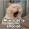 Gatos michis معبّرة 🐈😼 (dmxjz3gscy)