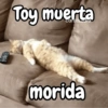 Gatos michis معبّرة 🐈😼 (rhpwtbkv3s)