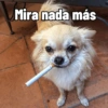 Cosas de Perritos 2🤎🐶✨ (j7hvqxc2dm)