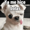 Cosas de Perritos 2🤎🐶✨ (9j437hsxwq)
