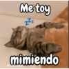 Gatos michis معبّرة 🐈😼 (7p9td34rzs)