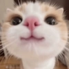 أنف مزموم