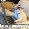 Cosas de Perritos 2🤎🐶✨ (3569gtj874)