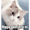 Kucing Tahun Baru (kt4n935wqh)