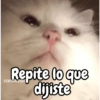 Gatos michis معبّرة 🐈😼 (hqz5mytg9f)