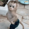 جينز صغير