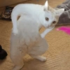 وقفة محرجة