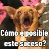 Cosas de Perritos 2🤎🐶✨ (k2dvpqzrjy)
