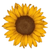 Flores Amarillas 🌻✨ (6fbnczq8jm)