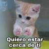 🌈 Gatitos para responder 1 🐈 (6xczmyt597)