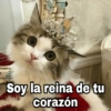 🌈 Gatitos para responder 1 🐈 (9tc6vbp2hk)