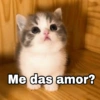🌈 Gatitos para responder 1 🐈 (ctdq8ky2zj)
