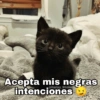 🌈 Gatitos para responder 1 🐈 (qswkfm7pzr)