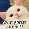 🌈 Gatitos para responder 1 🐈 (43p8dcb5vt)