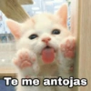 🌈 Gatitos para responder 1 🐈 (rnghdzx342)