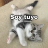 🌈 Gatitos para responder 1 🐈 (2rjmhbqwt6)