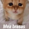 Memes De Michis (rdzphqkx29)