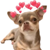 Chihuahuas Tiernos 🥰 (nmkgsh3f84)
